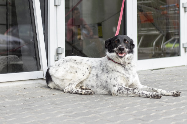 禁止犬类进入