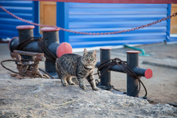 猫和鱼的旅行