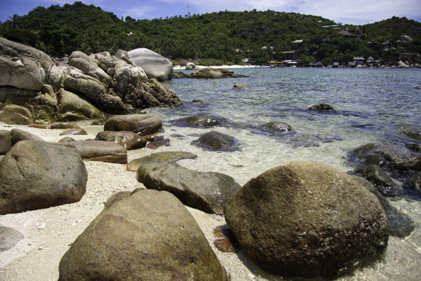 海洋树林风景