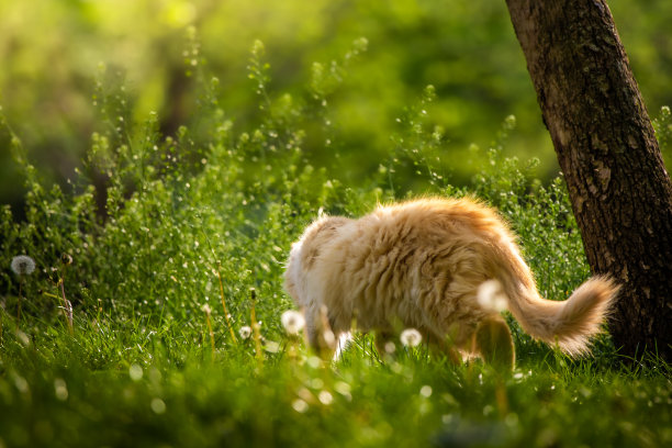 猫与花