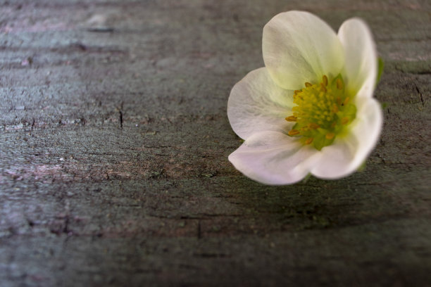 草莓开花,白色花