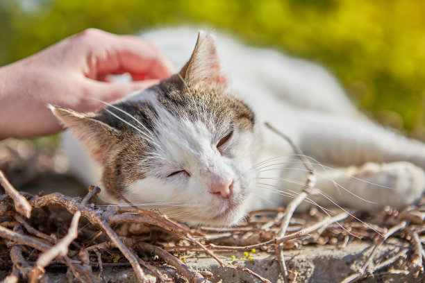 一只白色的流浪猫