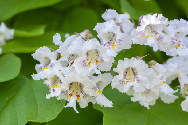 蓝花楹特写