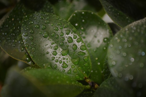 菩提树花