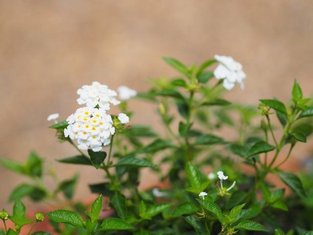 白色园林花坛植物