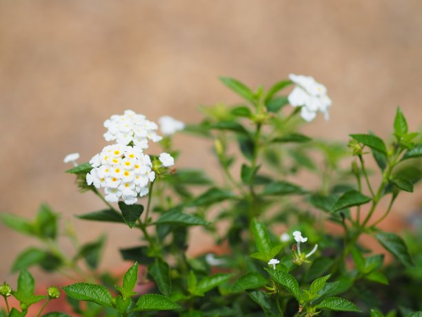 马缨丹花