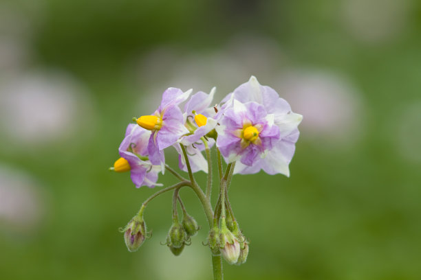 马铃薯花