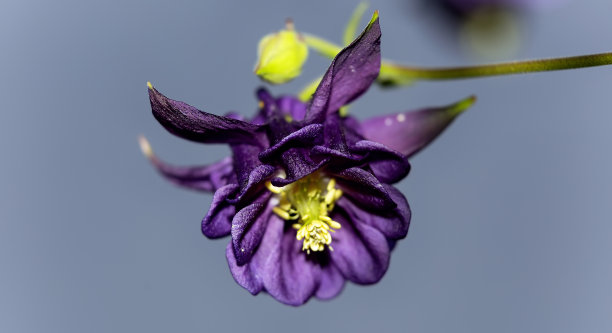 草原紫花