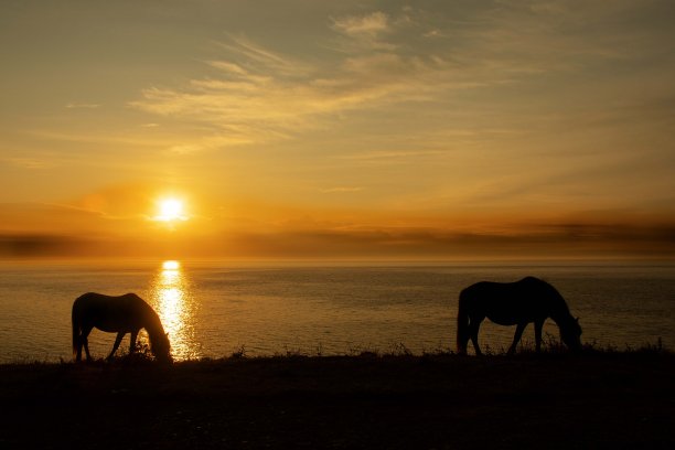 夕阳骏马