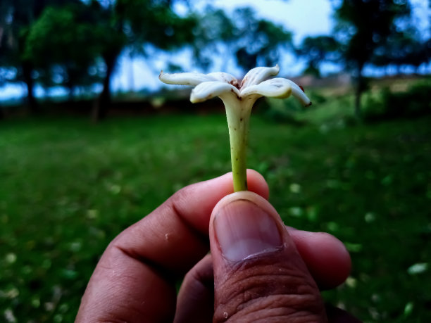 禅意荷花特写