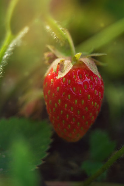 阳光下的草莓
