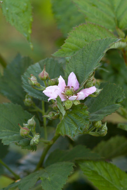 粉色野蔷薇花