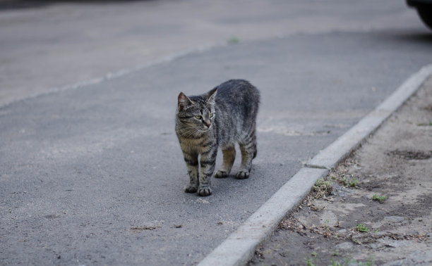 银色小猫