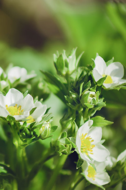 草莓开花,白色花