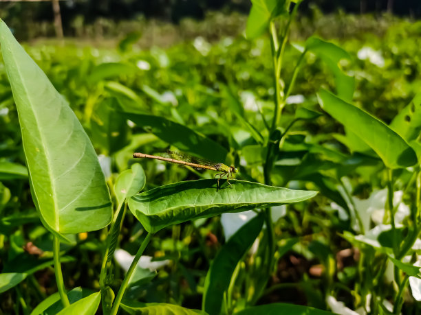 草枝上的蜻蜓