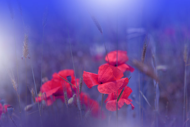 大自然,花朵