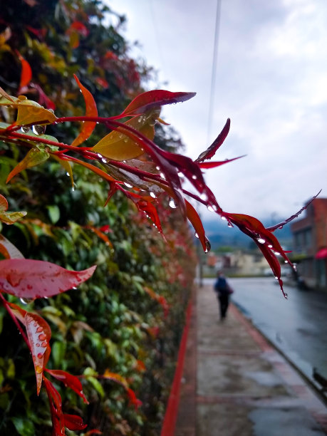 雨水图片