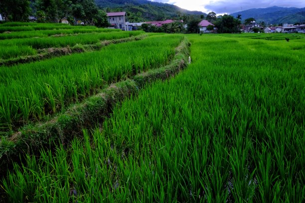 天然食品山村田野风景