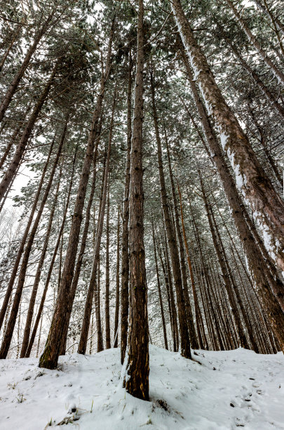 秋叶冬雪