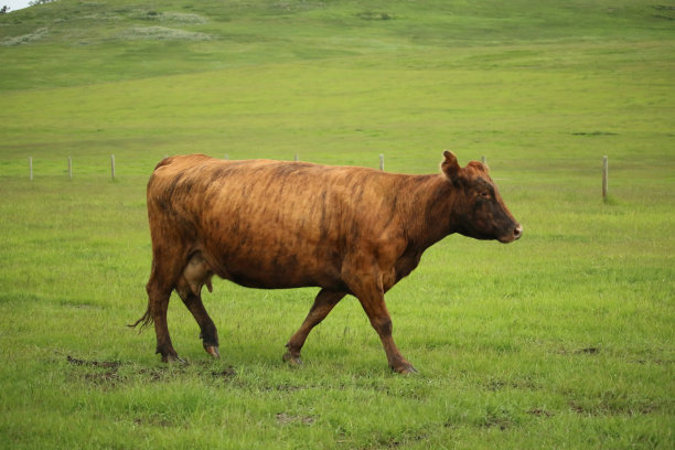 生态肉牛养殖场