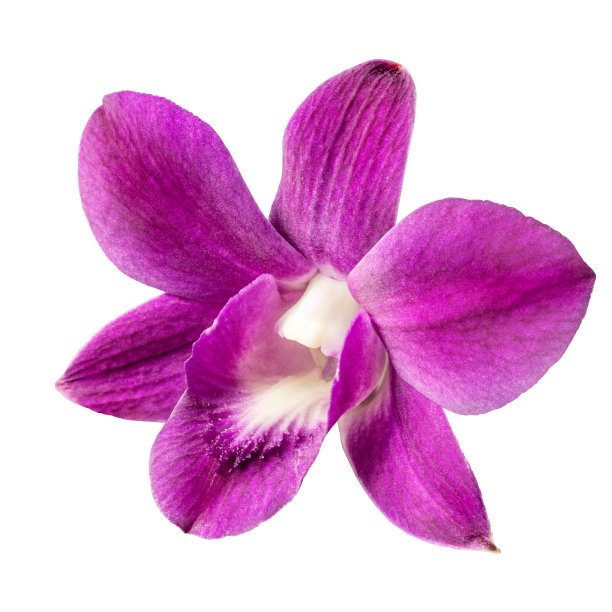 非洲紫罗兰花束