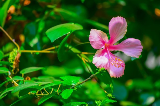 怒放的月季花