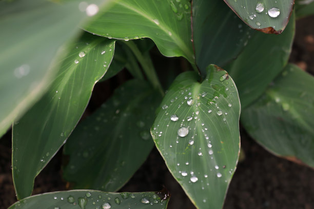 水滴花背景