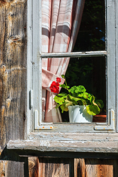 窗台鲜花盆栽