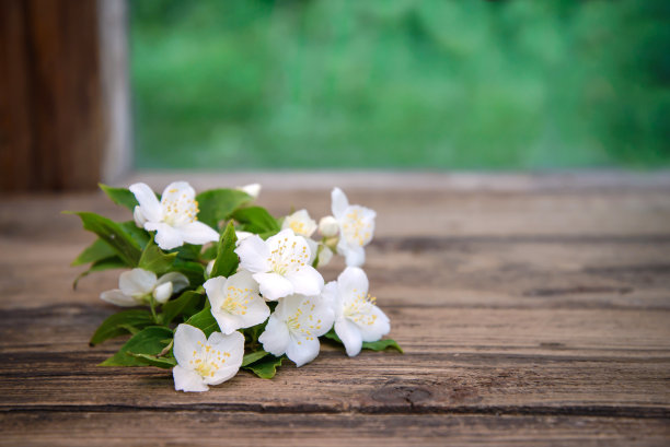 茉莉花素材