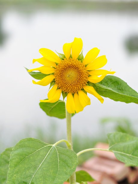 向日葵田户外