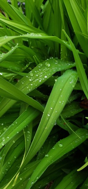 谷雨清爽