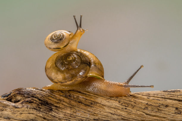 蜗牛,微距特写