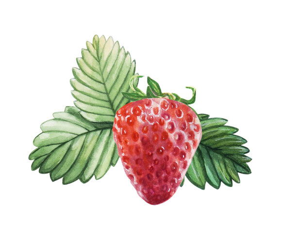 草莓海报 草莓 水果