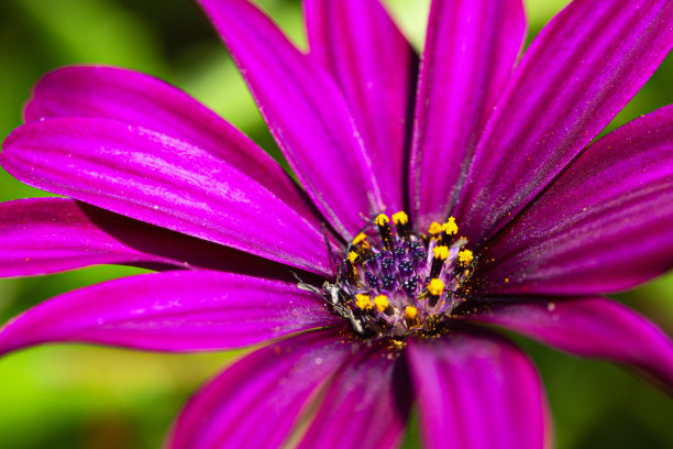 清新紫色花摄影图