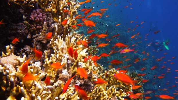 美丽的珊瑚海底世界
