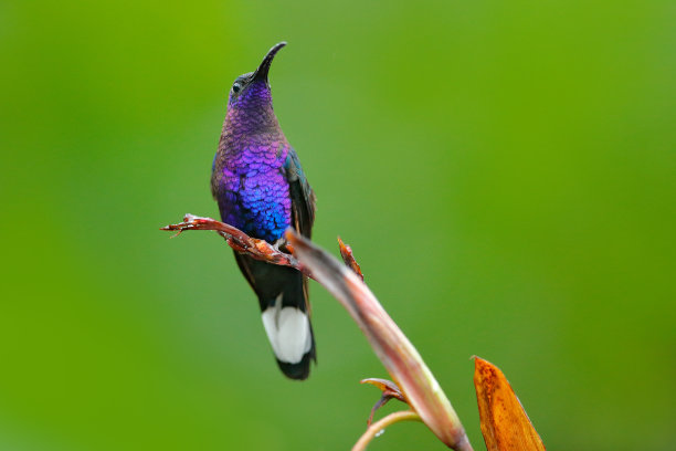 蓝色紫色花鸟