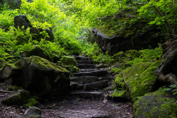 苔藓地面