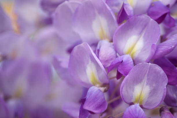 紫藤花摄影