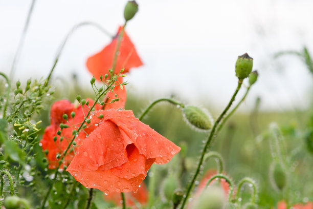 谷雨时节