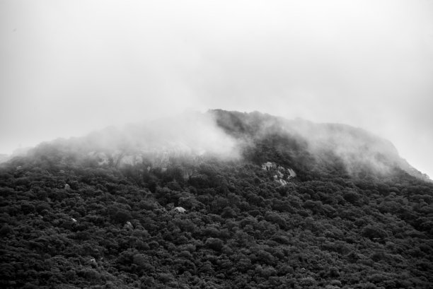 雨林的云雾