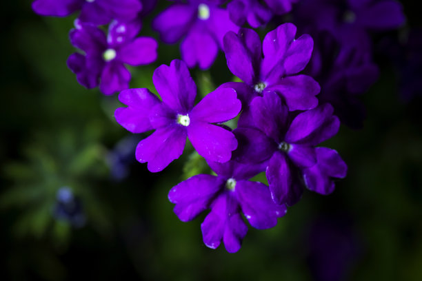 紫罗兰花朵