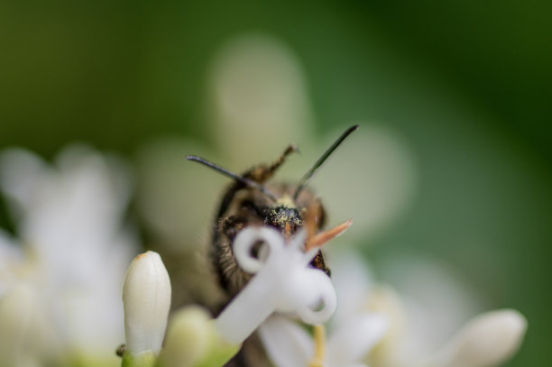 密密麻麻的蜜蜂