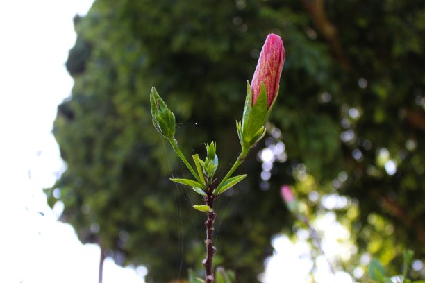 月季花花美