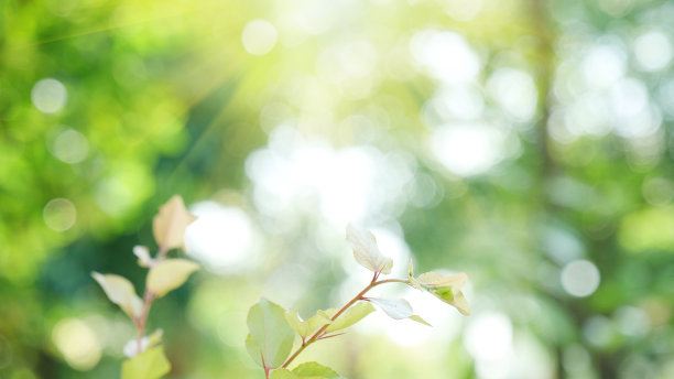 植树节绿色森林背景