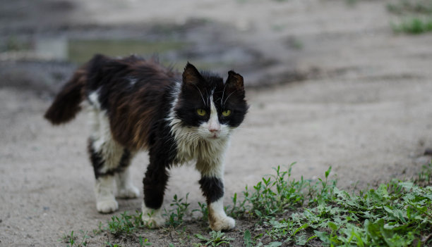 一只白色的流浪猫