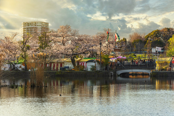 上野公园樱花