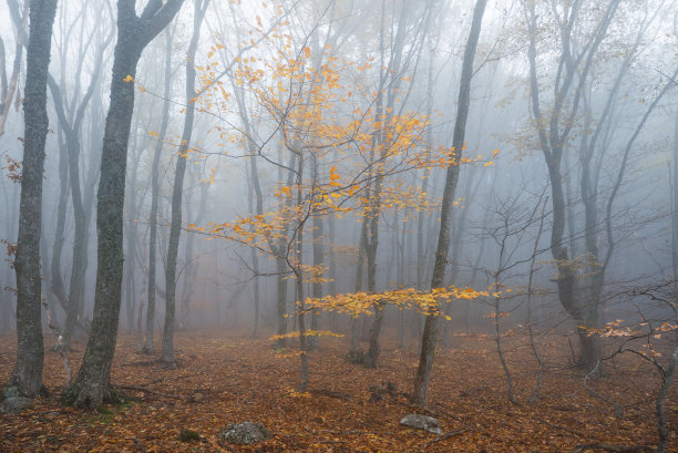 大雾小树林