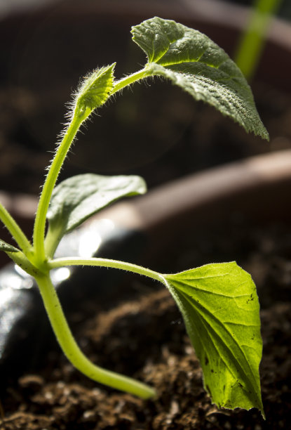 植物绿化