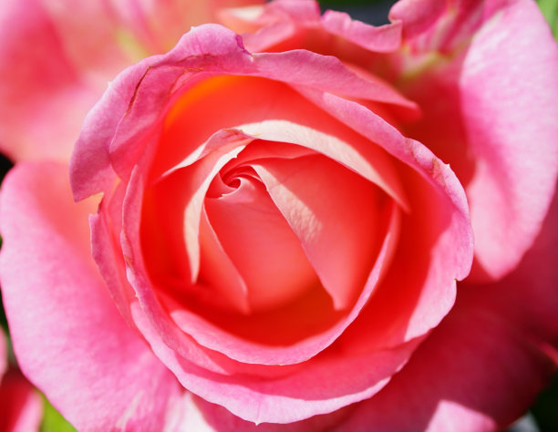 色彩鲜艳的玫瑰花特写