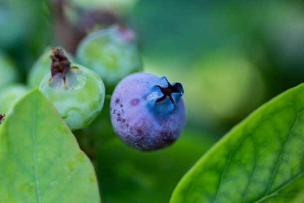 蓝莓园蓝莓果